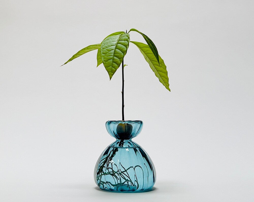 Optic Vase for Flowers, Sprouting Propagating Rooting Avocado Seed